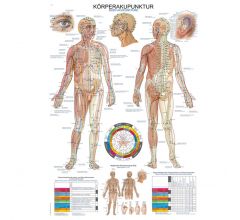 Anatomische Lehrtafel Körperakupunktur